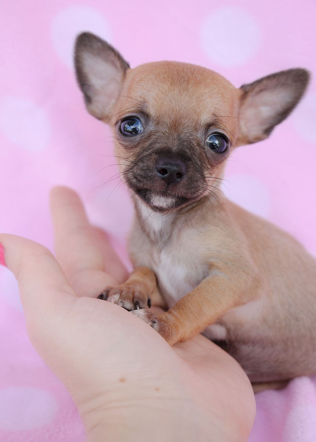 Tiny Chihuahuas For Sale at TeaCups Puppies South Florida | Teacups, Puppies & Boutique