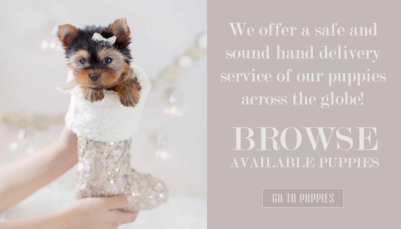 teacuppuppiesforsalesouthfloridateacupyorkies Teacup Puppies