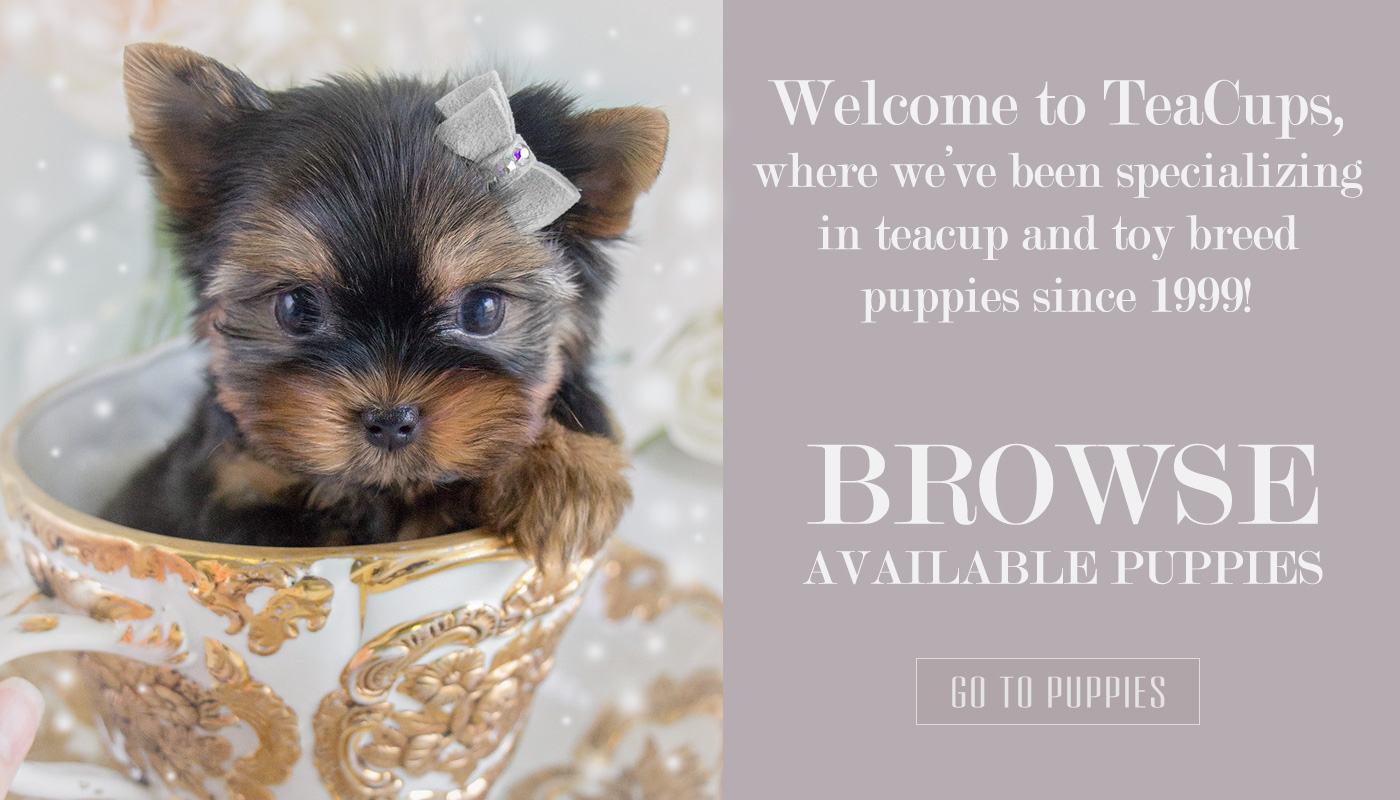 teacuppuppiesforsaleyorkiepuppy Teacup Puppies & Boutique