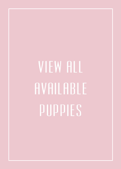 Available teacup puppies for sale