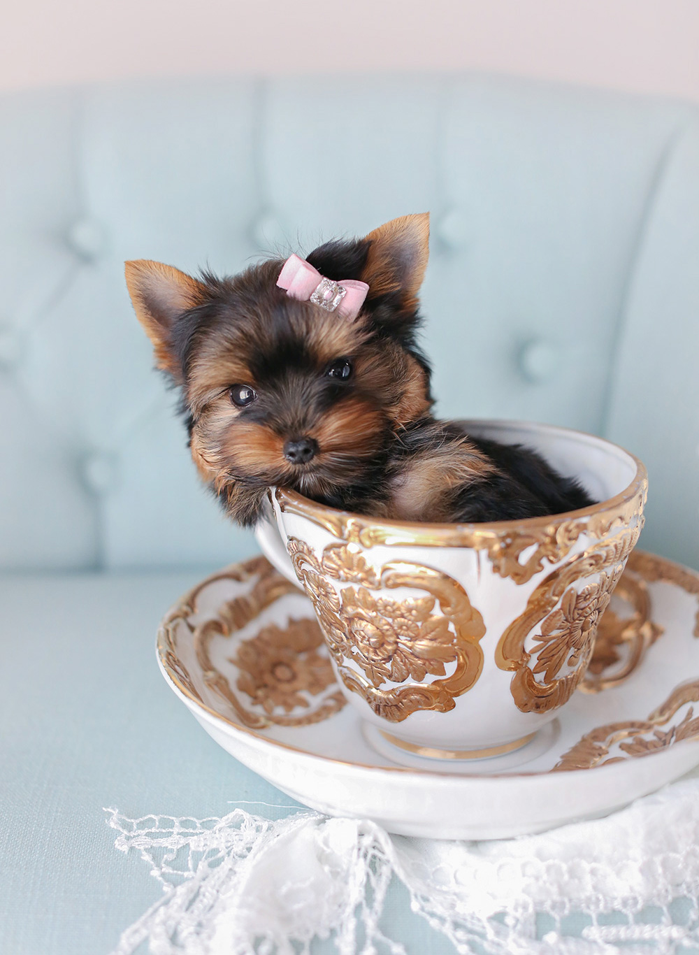 Toy Teacup Puppies For Sale TeaCups, Puppies and Boutique