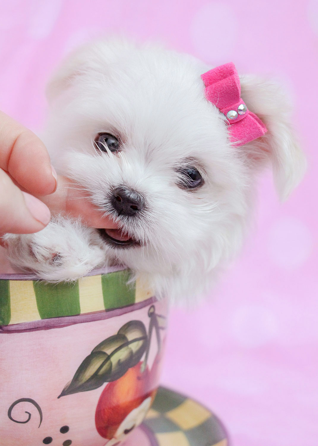 tinyteacupmaltesepuppiesforsalesouthflorida Teacup Puppies