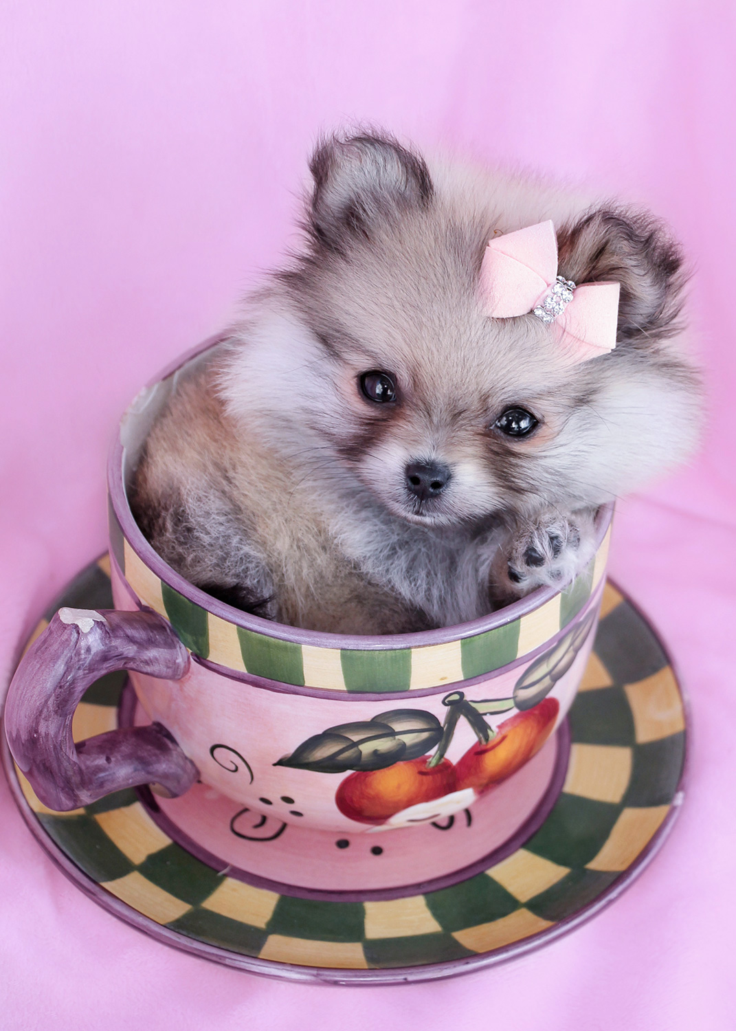 Teacup Pomeranians Teacup Puppies & Boutique