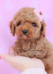 Tiny Teacup Poodles and Toy Poodle Puppies For Sale in South Florida