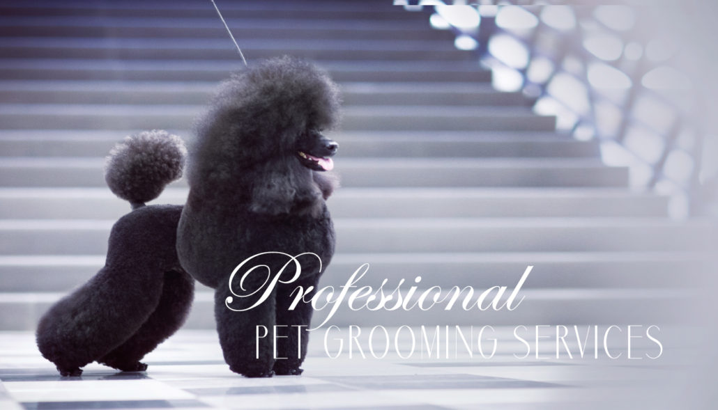 doggroomingsalonmenudavieflorida Teacup Puppies & Boutique