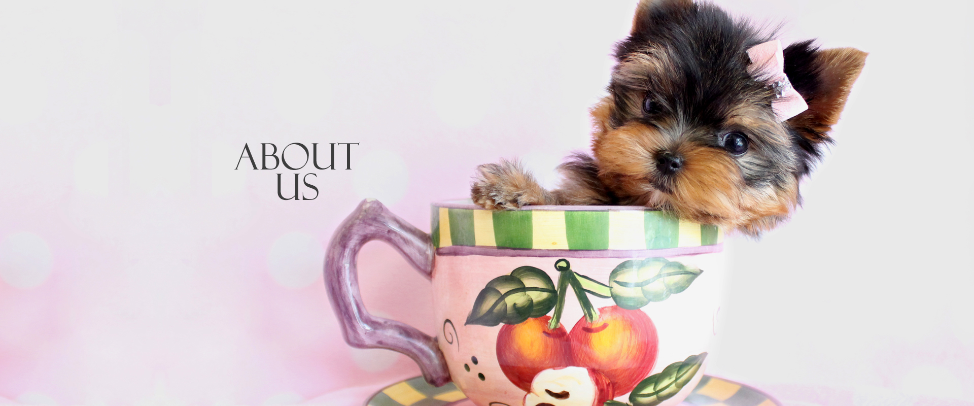 About TeaCups, Puppies & Boutique EST 1999 Teacups, Puppies & Boutique