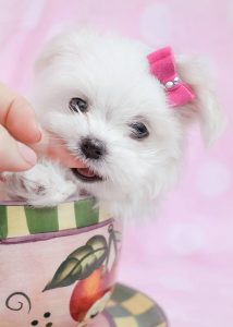 Teacup Maltese Puppy