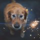 Keeping Your Pets Safe on the Fourth of July
