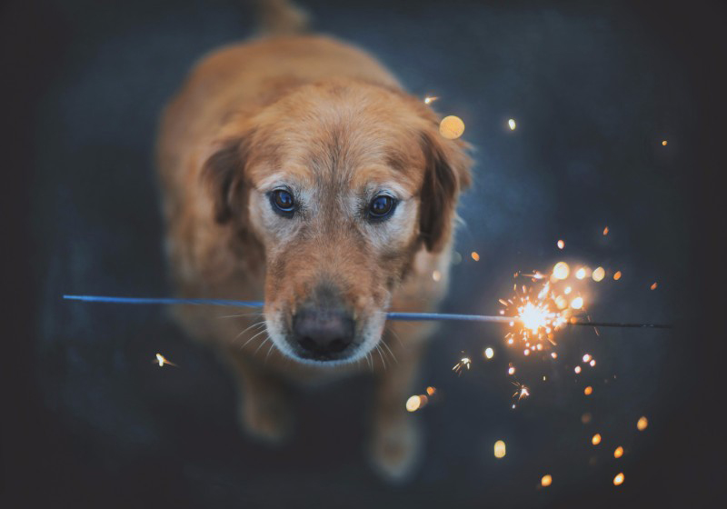 Keeping Your Pets Safe on the Fourth of July
