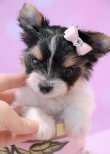 Biewer Terrier ID #269