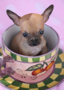 Teacup Chihuahua ID #222