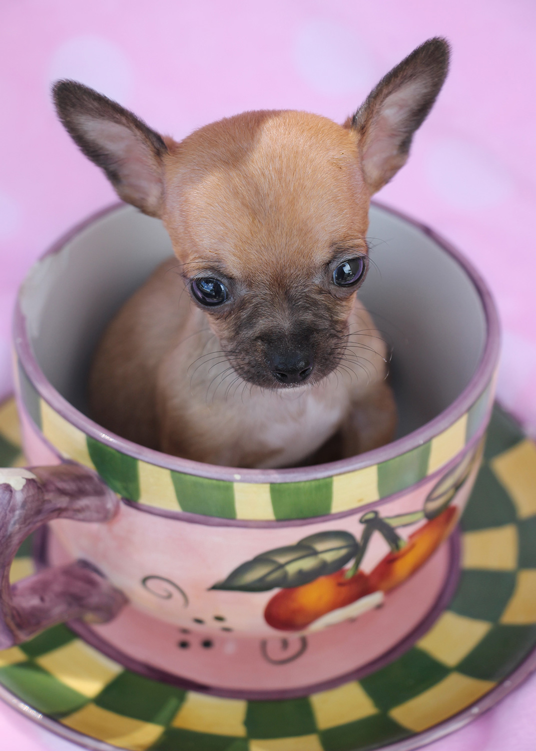 Tiny Chihuahuas For Sale at TeaCups Puppies South Florida