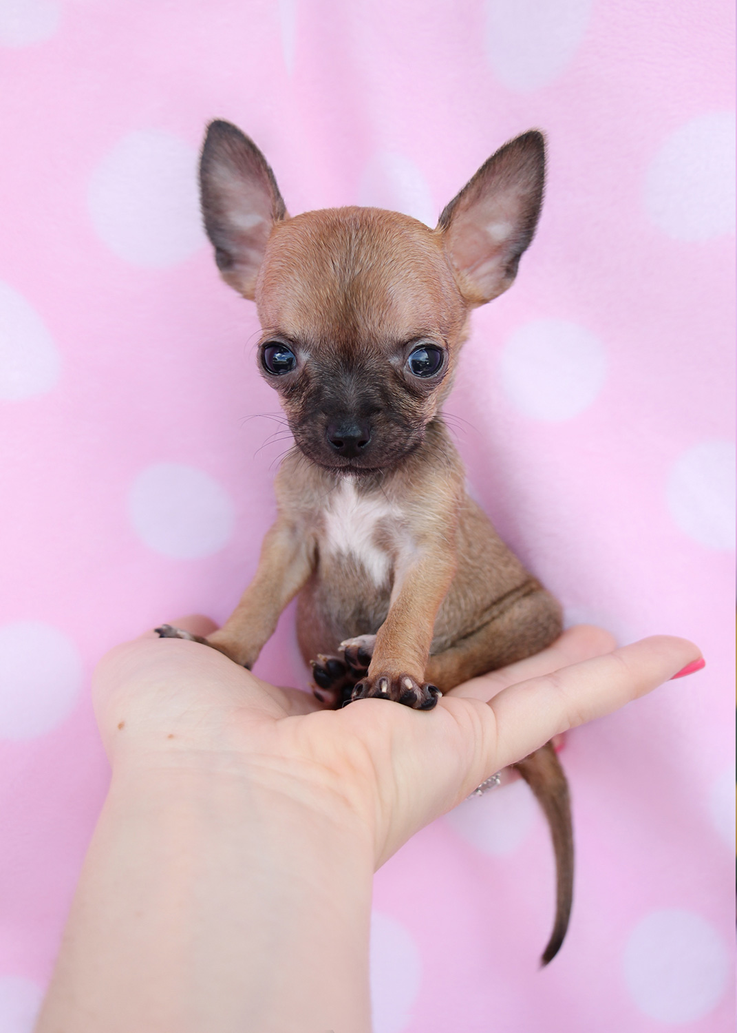 Teacup Chihuahua Puppies Available in South Florida | Teacups, Puppies