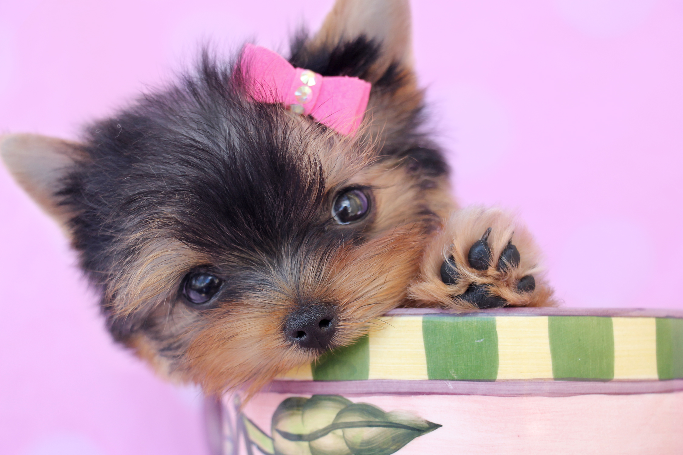 Yorkshire Terrier Puppy For Sale at TeaCups Puppies South