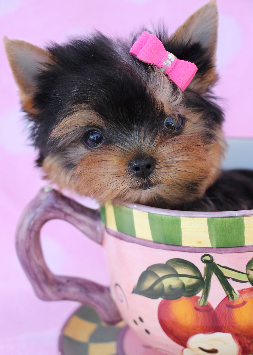 Yorkshire Terrier Puppy For Sale at TeaCups Puppies South