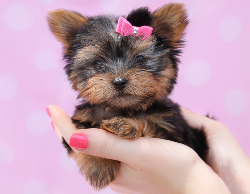 yorkie2 Teacup Puppies & Boutique