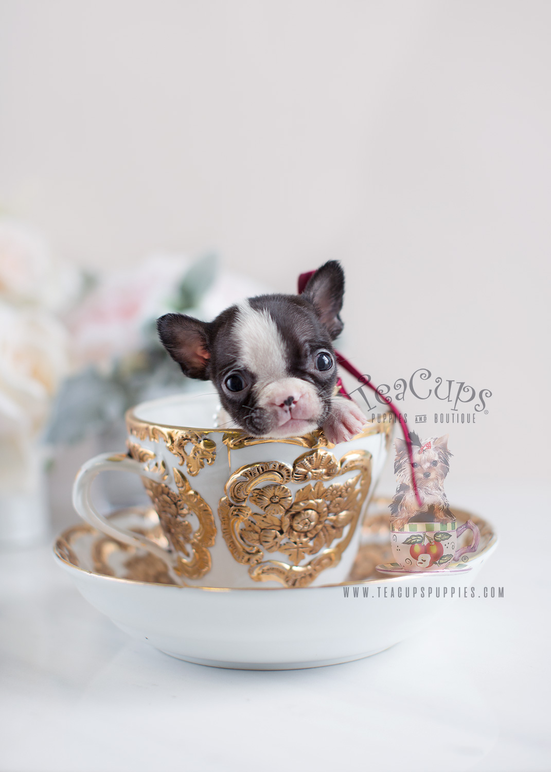 Tiny French Bulldog Puppy For Sale by Teacup Puppies