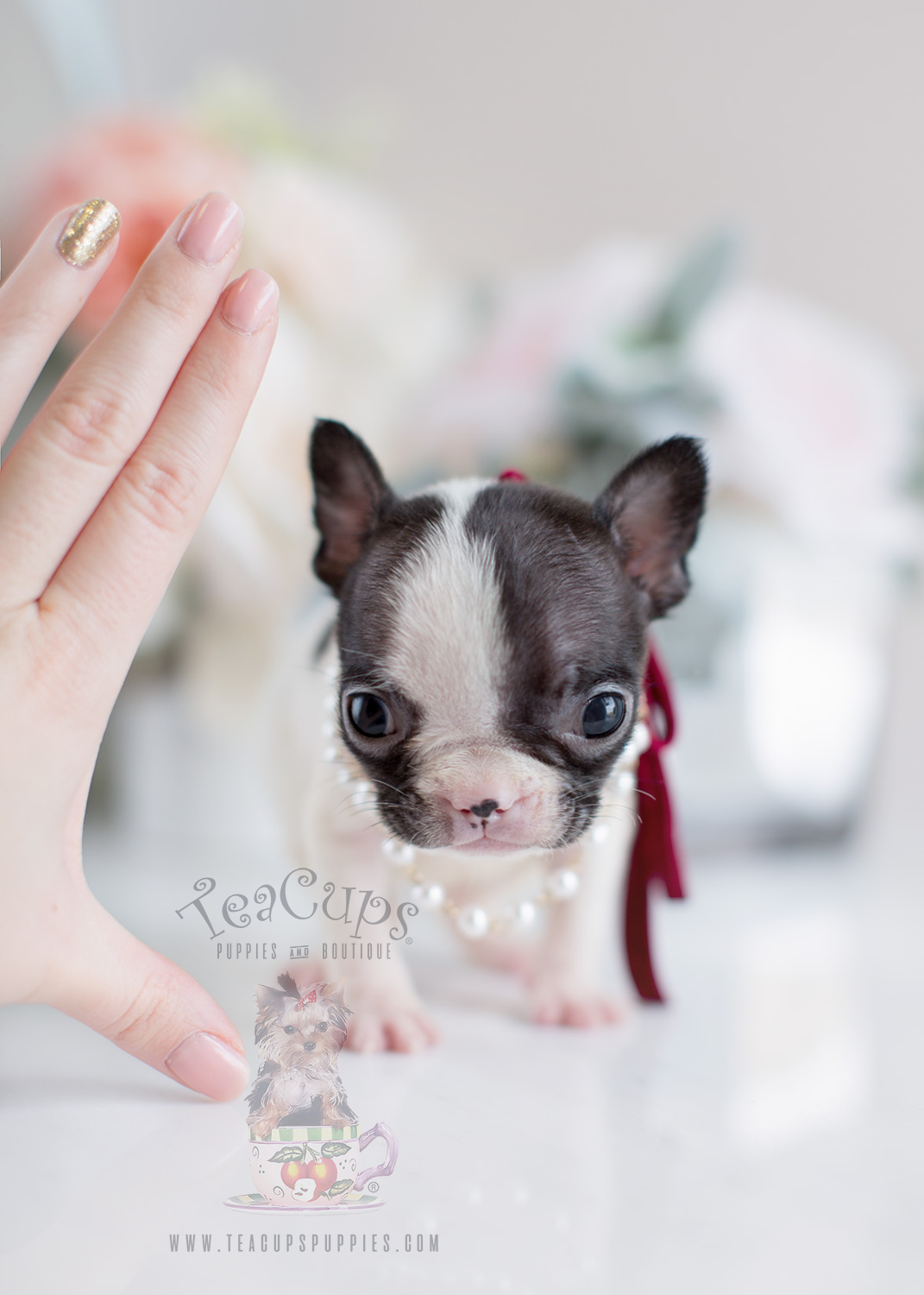 French Bulldog Tiny Puppies