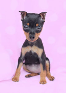 Miniature Pinscher #077