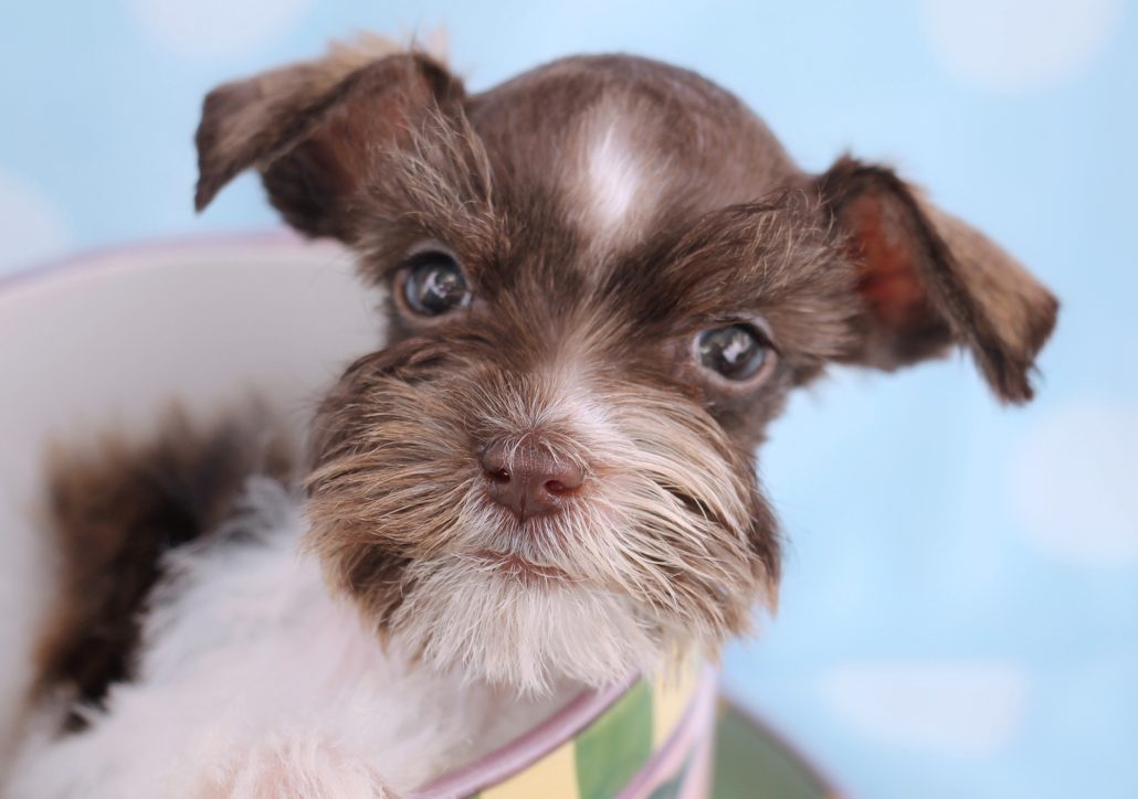 schnauzer287b Teacup Puppies & Boutique