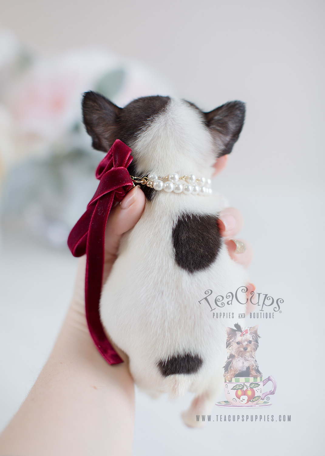 Tiny Pied French Bulldog Puppy