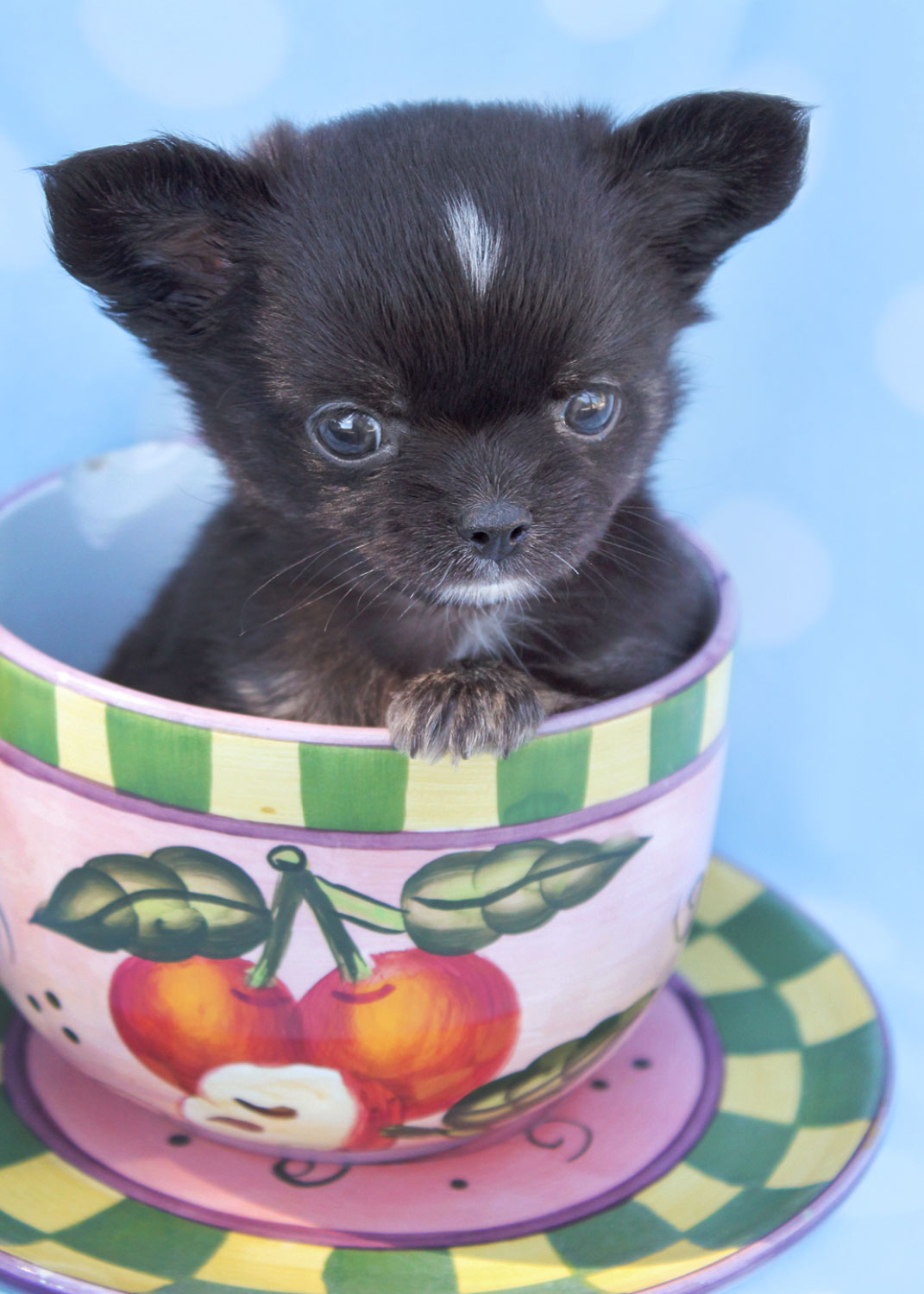 Teacup and Toy Chihuahua Puppies Teacup Puppies & Boutique