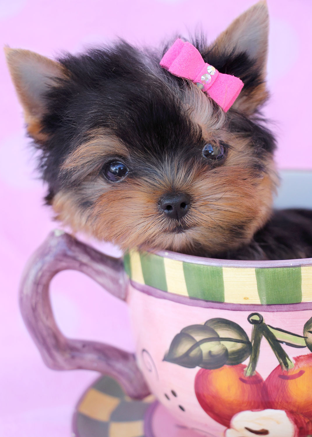 Yorkie Puppies Teacup Puppies & Boutique