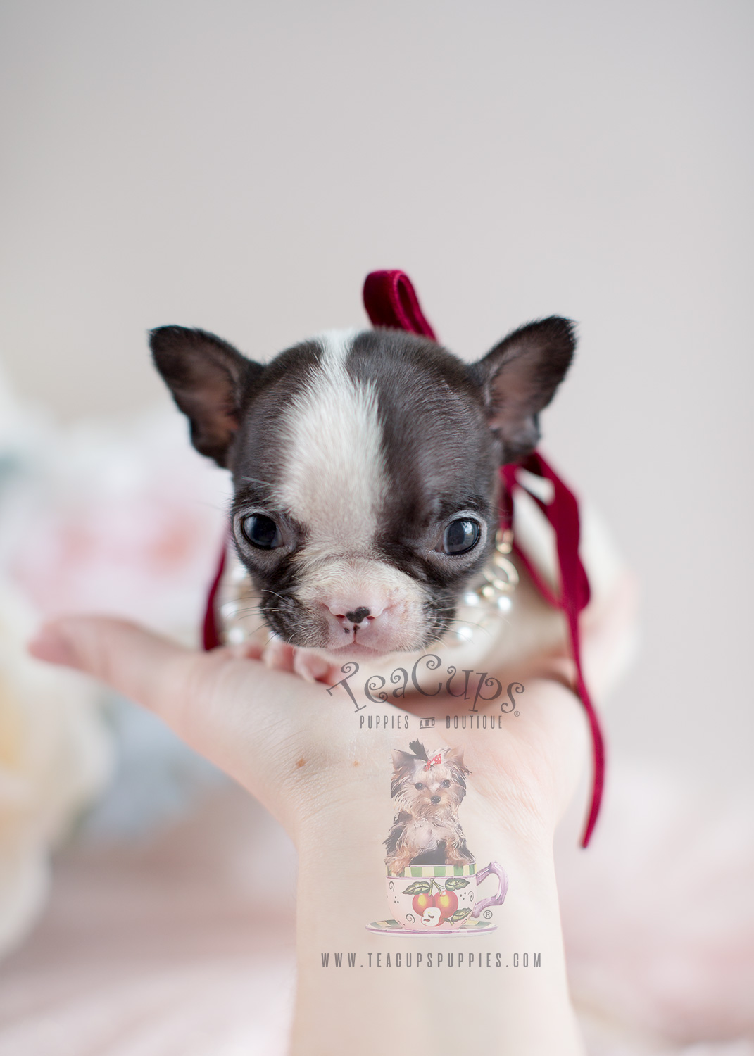 Teacup Puppies and French Bulldogs For Sale in South Florida