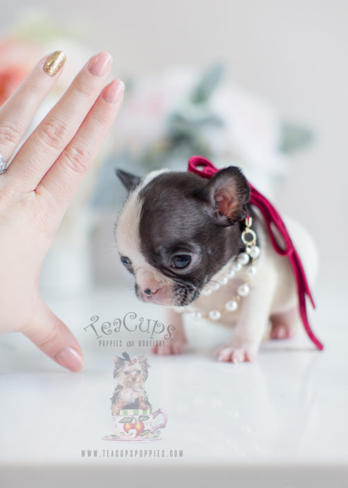 French Bulldogs For Sale In Houston Texas