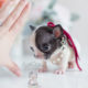 Teacup Puppies: Tiny French Bulldog Puppy For Sale