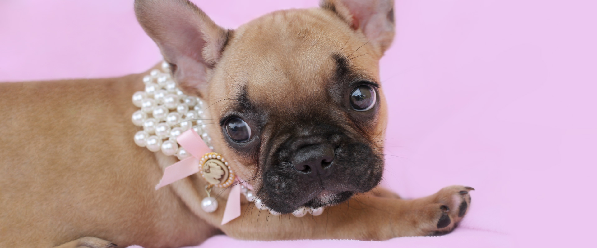 frenchbulldogpuppiesforsaleteacups Teacup Puppies & Boutique
