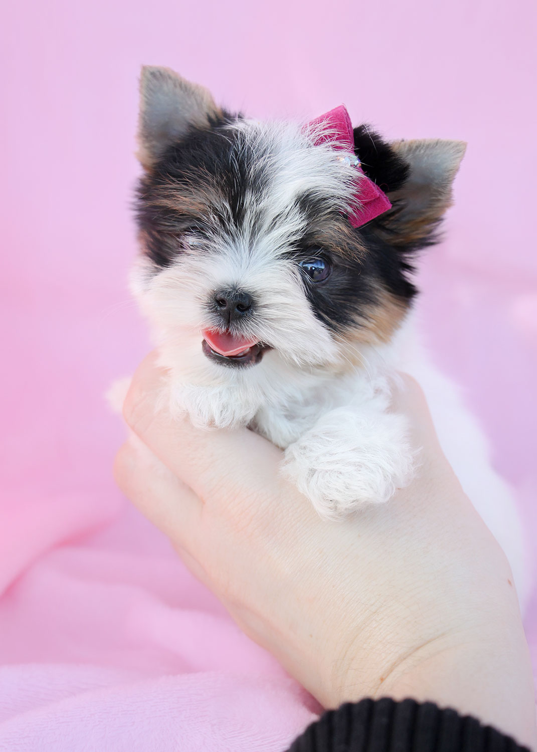 Biewer Yorkies For Sale at TeaCups, Puppies and Boutique Teacups, Puppies & Boutique
