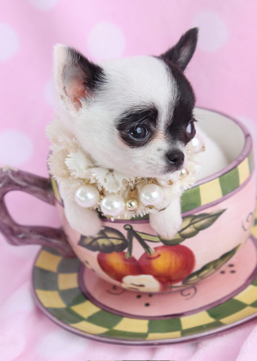 toy teacup chihuahua