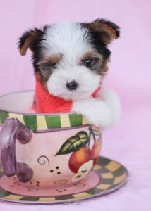 Biewer Yorkie Puppy ID #390
