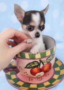 Chihuahua Puppy #412