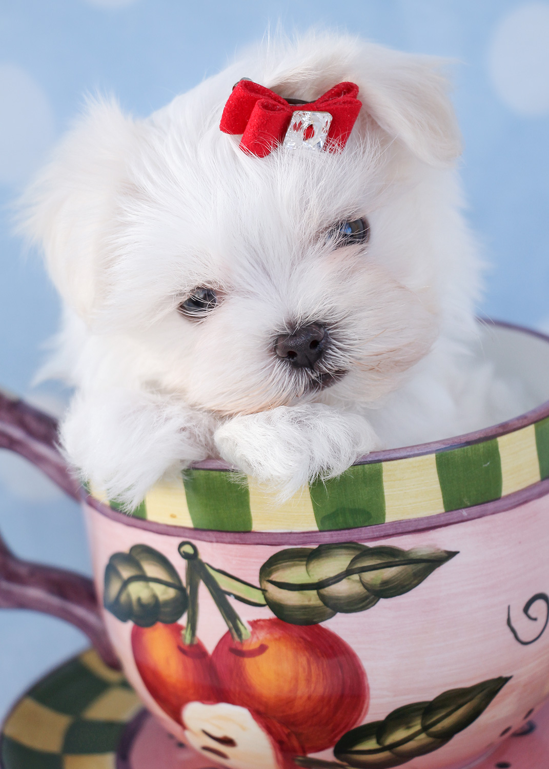 Teacup Maltese Puppy 381 Teacup Puppies & Boutique