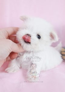 Teacup Maltese For Sale #037