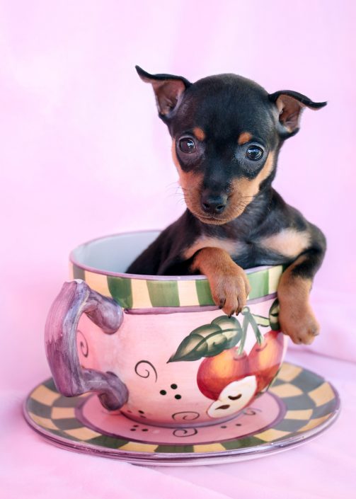 stuffed min pin
