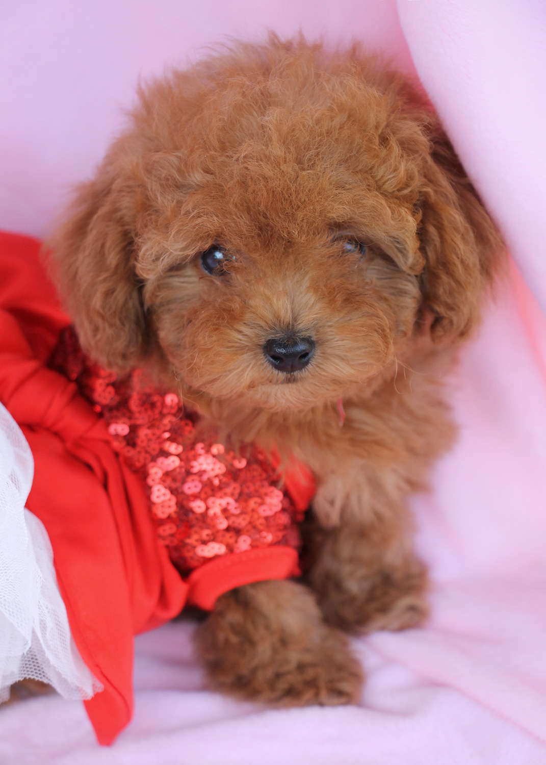 Image Result For Yorkshire Terrier Cross Poodle
