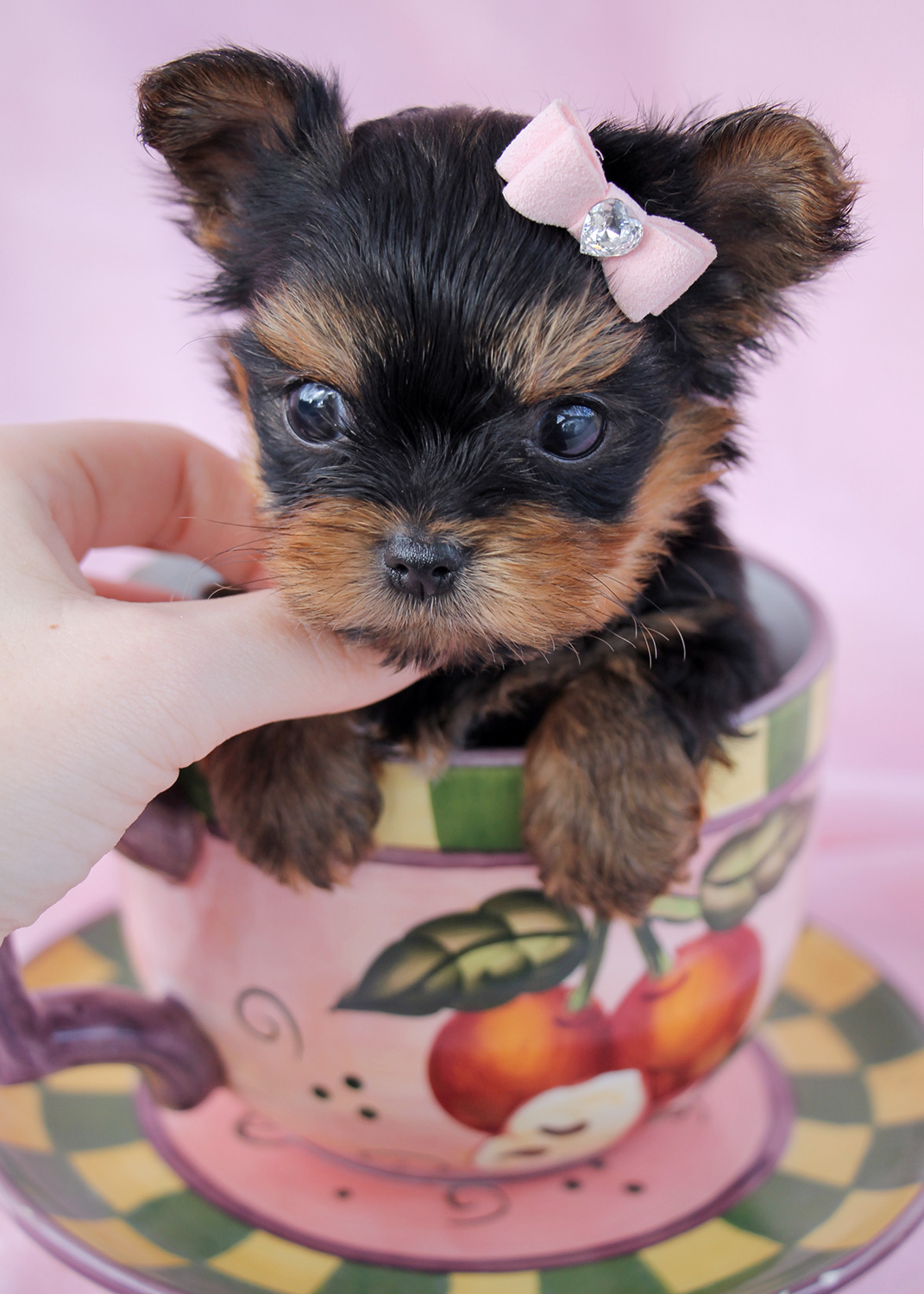 Chocolate Yorkie Puppies at TeaCups Puppies | Teacups ...