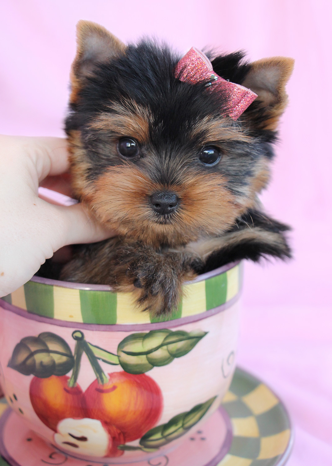 Yorkie Puppy 425 Teacup Puppies & Boutique