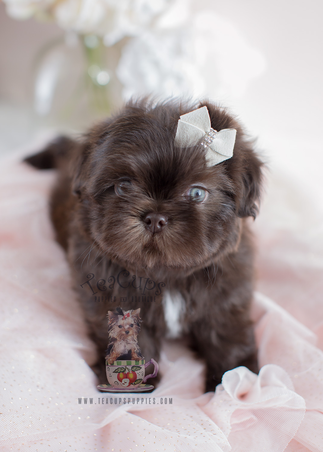 Gorgeous Chocolate Shih Tzu Puppy For Sale
