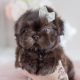 Chocolate Shih Tzu Puppies For Sale South Florida