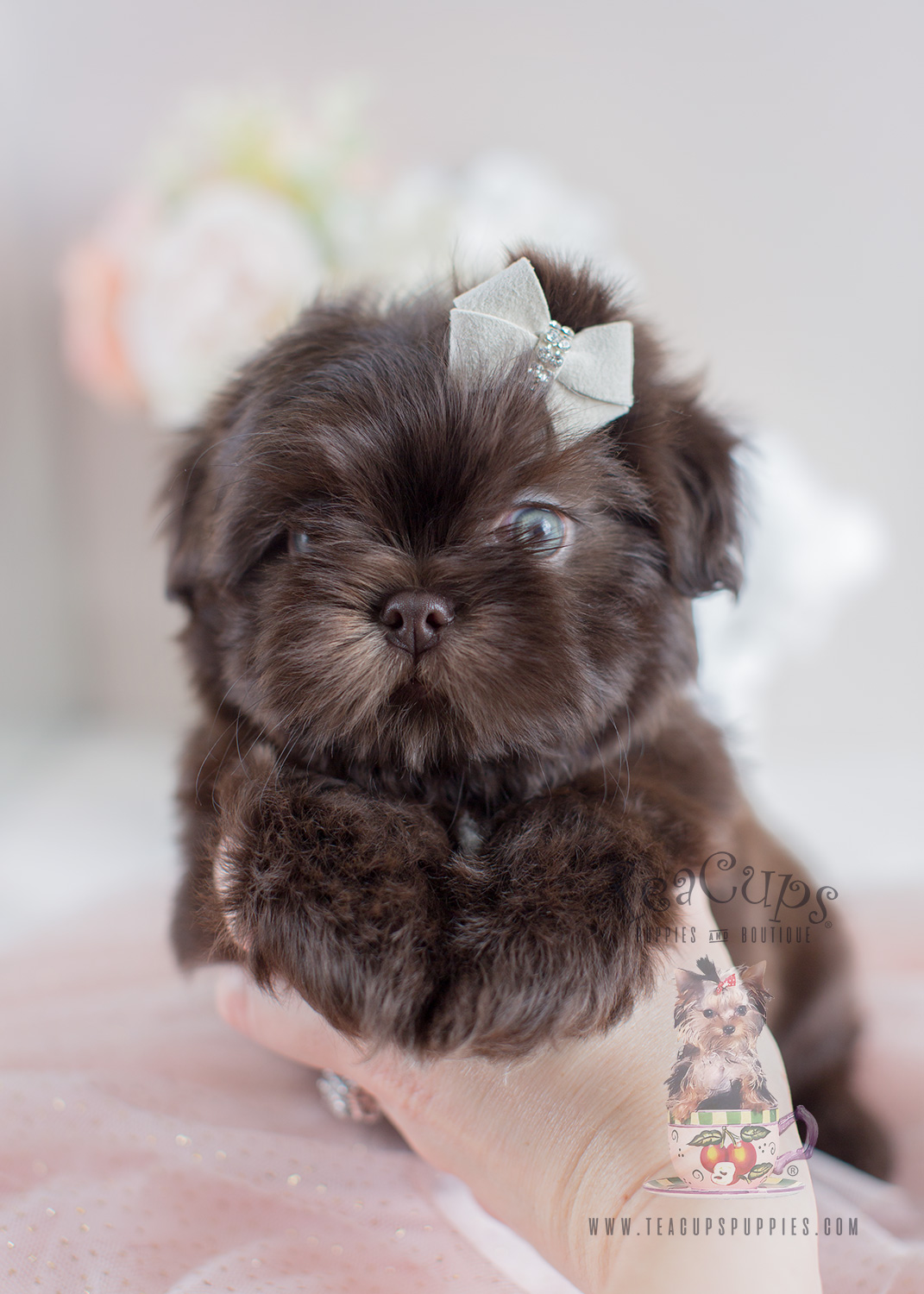 Chocolate Shih Tzu Puppies For Sale South Florida