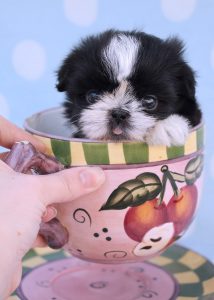 Tiny Teacup Imperial Shih Tzu Puppy