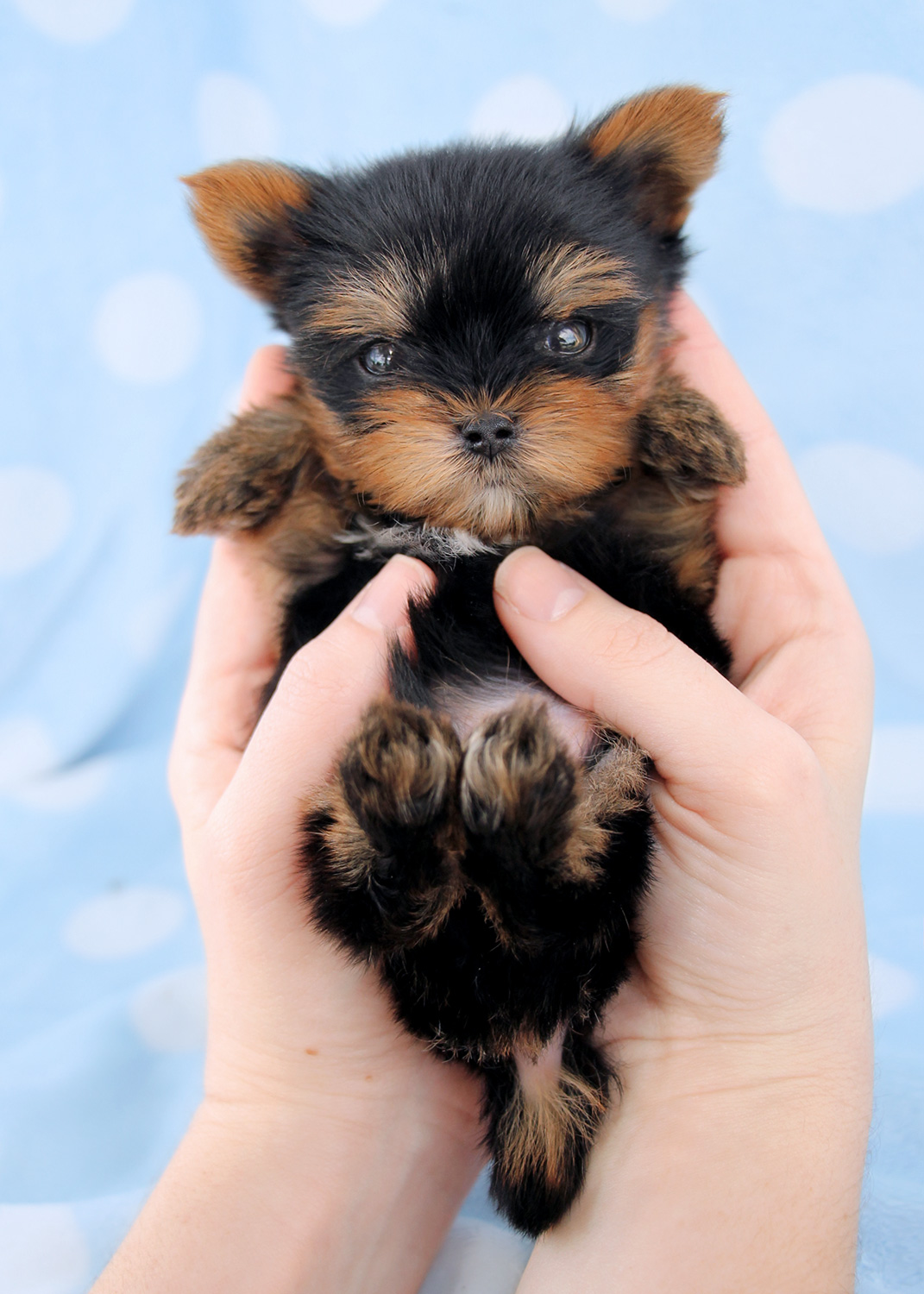 Cute Teacup Yorkshire "Yorkie" Terrier Puppies for Sale