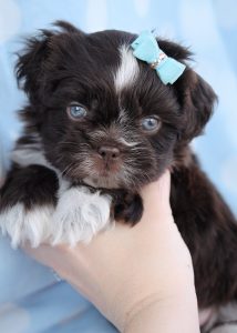 Shih Tzu Puppy #009