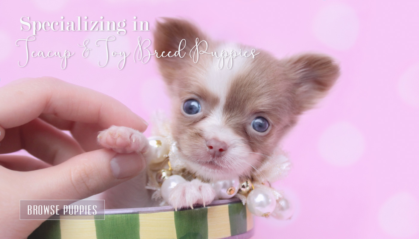 Tiny Teacup Chihuahuas For Sale by TeaCups Puppies Teacup Puppies