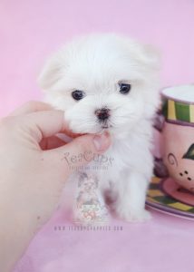 Micro Teacup Maltese Puppy #038