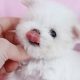 Tiny Teacup Maltese For Sale